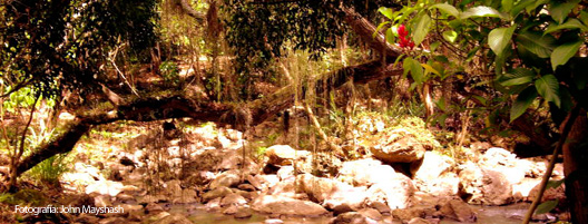 Selvas Colombianas
