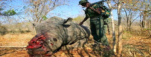 El exterminio del rinoceronte