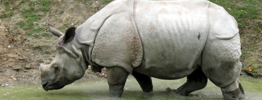el-exterminio-del-rinoceronte-02