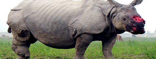 el-exterminio-del-rinoceronte-03