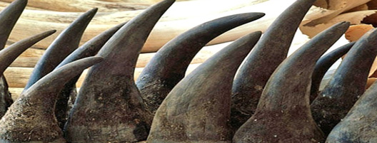 el-exterminio-del-rinoceronte-05