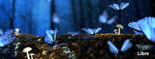 mariposas nocturnas